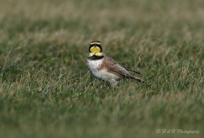 Horned Lark 2 pb.jpg