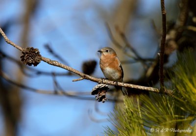 Female Eastern Bluebird pb.jpg