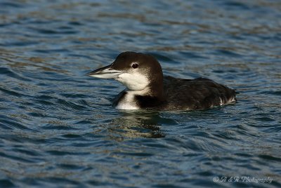 Common Loon 2 pb.jpg