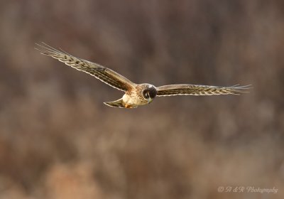 Northern Harrier pb.jpg