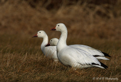 Snow Geese 3 pb.jpg