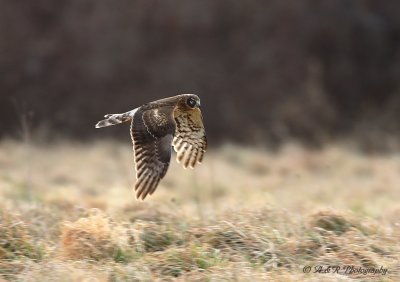 Northern Harrier 4 pb.jpg