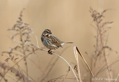 Song sparrow 2 pb.jpg