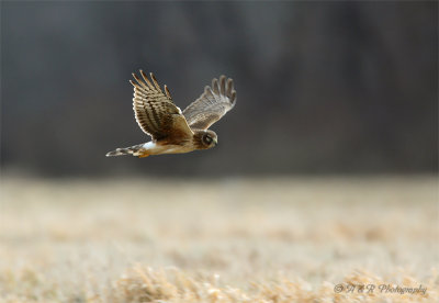 Northern Harrier 2 pb.jpg