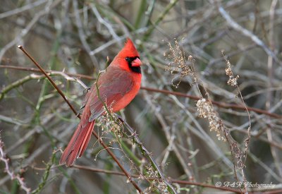 Northern Cardinal pb.jpg