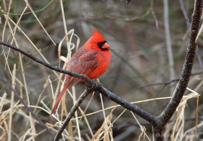 Northern Cardinal 3 pb.jpg