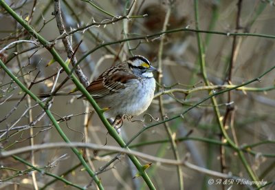 White Throated Sparrow pb.jpg