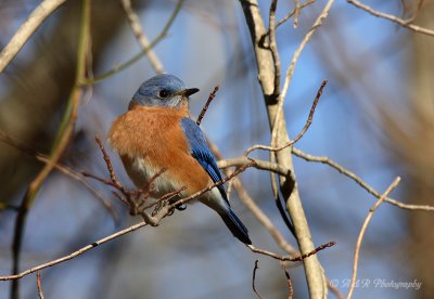 Eastern Bluebird pb.jpg