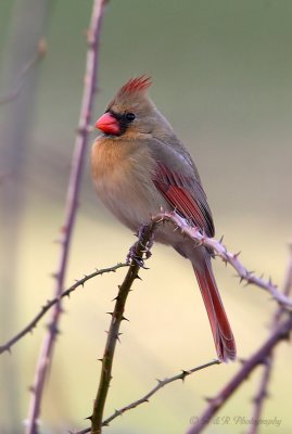 Female Cardinal pb.jpg