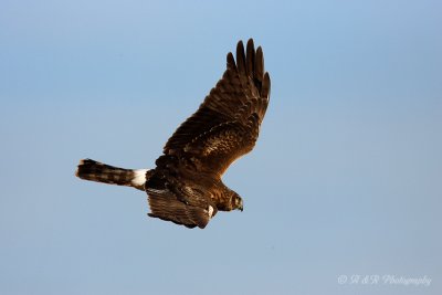 Northern Harrier 2 pb.jpg