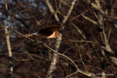 Northern Harrier 5 pb.jpg