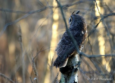 Long Eared Owl pb.jpg