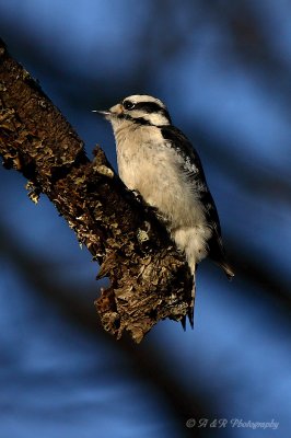 Downy woodpecker pb.jpg