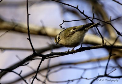 This is my wife's first Kinglet shot. They are tough birds to photograph.