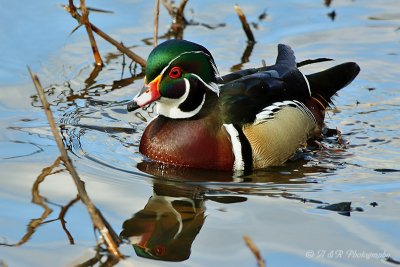 Male Wood Duck.jpg