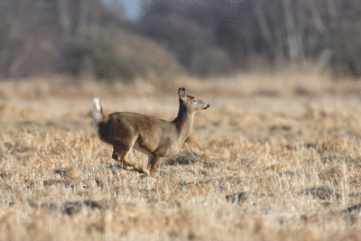 Animated Running Deer