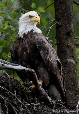 Alaskan Bald Eagle pb.jpg