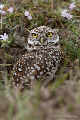 Burrowing Owl pb.jpg
