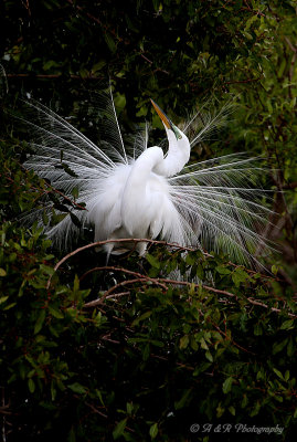 Egret in breeding plumage pb.jpg