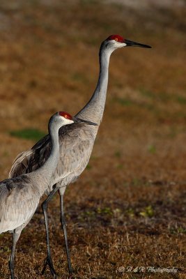 Sandhill Cranes pb.jpg