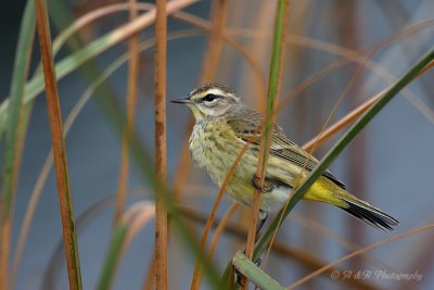 Palm Warbler pb.jpg