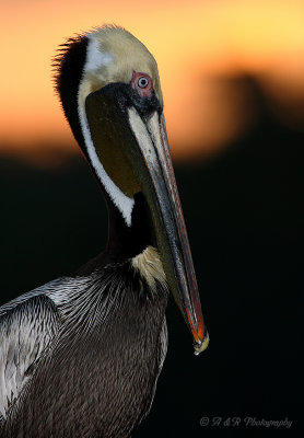 Pelican pb.jpg