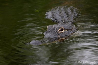 Alligator pb.jpg