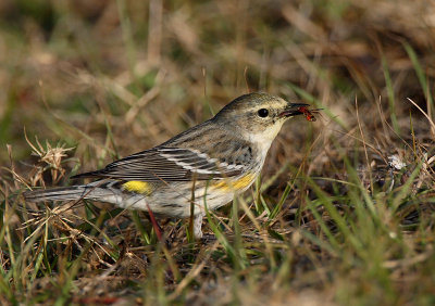 Yellow Rumped Warbler with ant.jpg