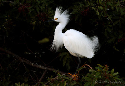 Snowny Egret pb.jpg