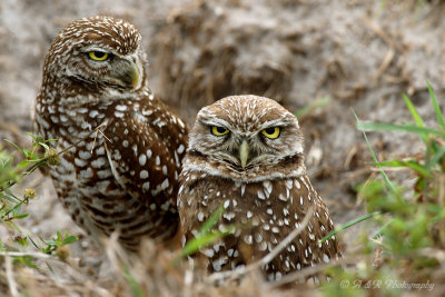 Burrowing Owl Pair pb.jpg