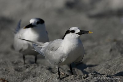 Sandwich Terns pb.jpg