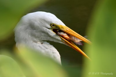 Great Egret 3 pb.jpg