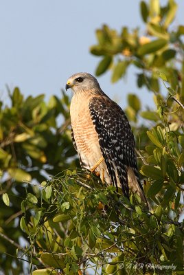 Red Shouldered Hawk pb.jpg