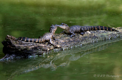 Baby Alligators pb.jpg