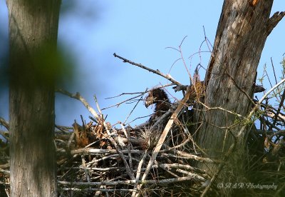 Eaglet in nest pb.jpg