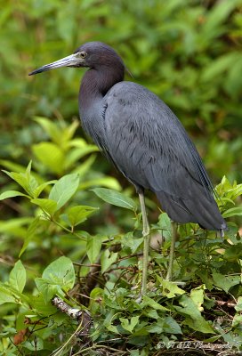 Little Blue Heron pb.jpg