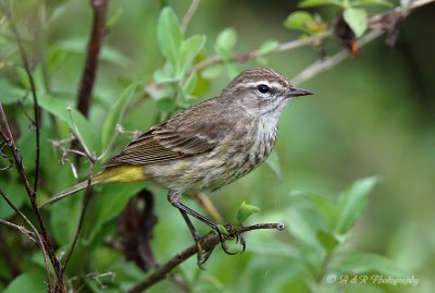 Palm Warbler 3 pb.jpg