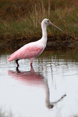 Roseate Spoonbill pb.jpg