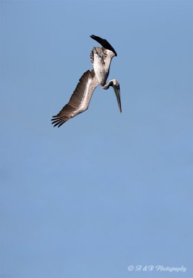 Pelican dive pb.jpg