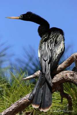 Anhinga pb.jpg