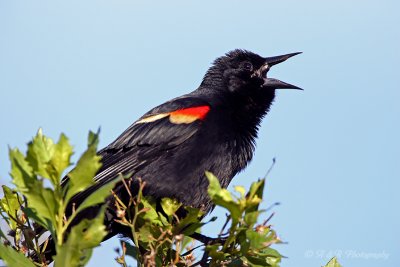 Red Winged Black Bird pb.jpg