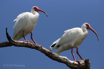 White Ibis pb.jpg