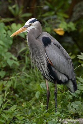 Great Blue Heron 2 pb.jpg