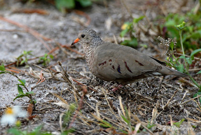 Common Ground-Dove pb.jpg