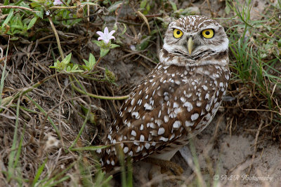 Burrowing Owl 3 pb.jpg