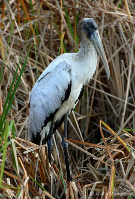 Wood Stork pb.jpg