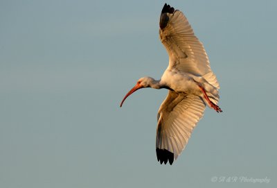 White Ibis in flight pb.jpg