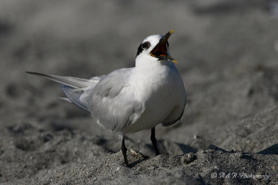 Sandwich Tern pb.jpg