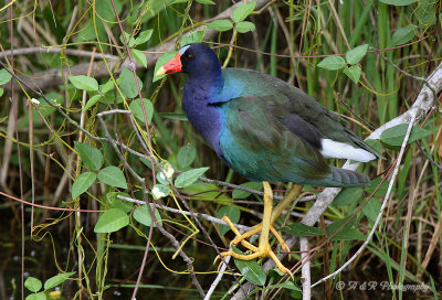 Purple Gallinule 3 pb.jpg