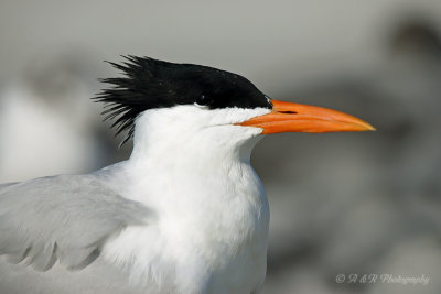 Royal Tern pb.jpg